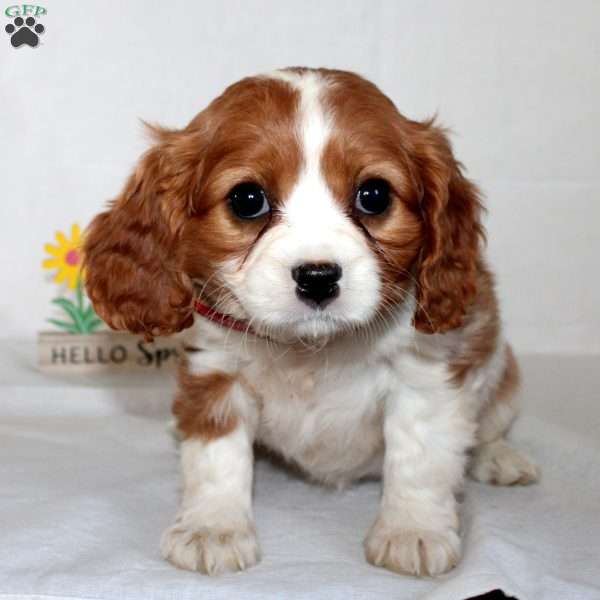 Flora, Beaglier Puppy